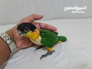  1 Caique Parrot UAE Local Breed, 2 months Old, Will eat food little and Can do Hand Feeding. كيك Kaiki