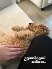  4 Toy poodle