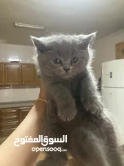  4 قطط للبيع في اربد الان