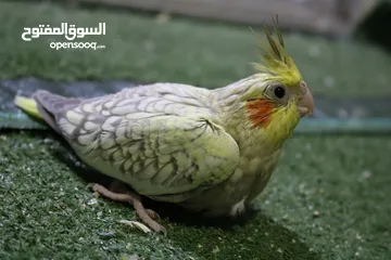  5 فرخ كوكتيل ايزابيل للزق اليدوي