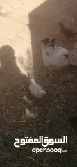  4 دجاجه بلديه