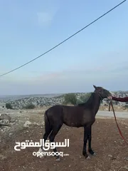  3 ذكر الله مهر قطعه نخب اول لعوب ساغ سلم مهر مقنوه للبيع او للبدل