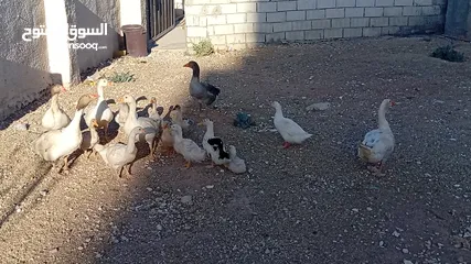  8 وز وبط للبيع او للبدل على صخله أو عبور مع دفع الفرق