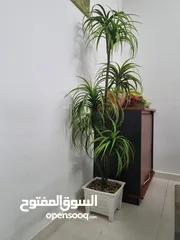  2 Beautiful Artifcal plant