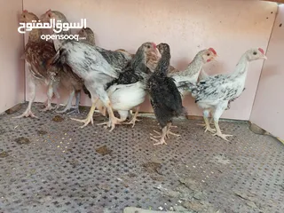  1 السلام عليكم  صيصان 12 الحبه على 2ليرتين
