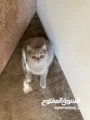  3 قطط للبيع سكوتش فولد وستريت فولد