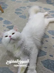  3 Persian cat