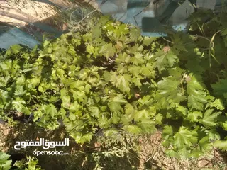  2 اعلان بيع اشتال عنب العمر سنتين  مؤتة الكرك. حي انجاصة الغربي شامي وبلدي