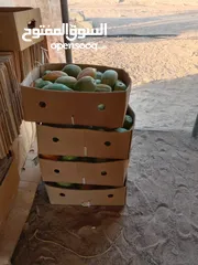  5 فيفاي طازج من المزرعة (Fresh Papaya)