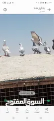  6 حمام للبيع