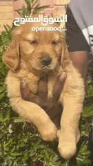  21 للبيع جولدن ريتريڤر for Sale Golden Retriever