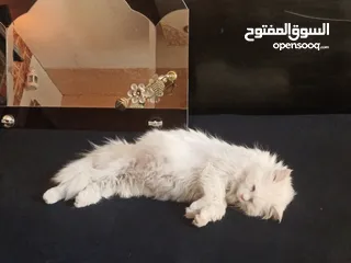  5 قطط عدد 4 للبيع مع الام عمر اقل من شهرين