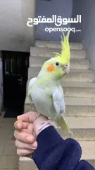  8 كوكتيل لاتينو مع قفصه للبيع