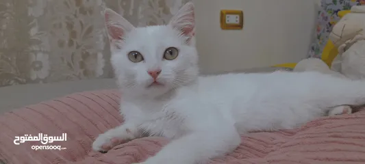  12 قطط لتبني ذكر وانثى عمر شهرين ونص