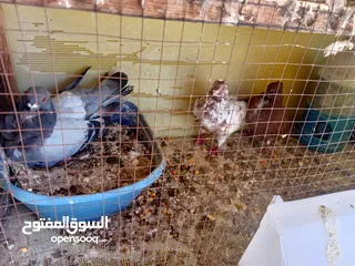  23 حمام كش وزق للبيع او للبدل على عصفير