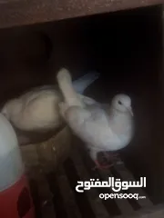  4 حمام فرنسي حبة نضيفة وفي كمان جوز واحد شفر والثاني زاجل العدد  4