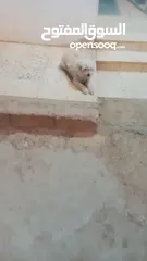 4 انثى فرنش تيرير للبيع عمرها 3 سنوات