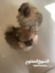  13 pomeranian female dog 2 months old كلب بومانارين انثى العمر شهرين للبيع