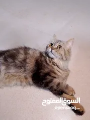  3 هملايا قط بطللبيع