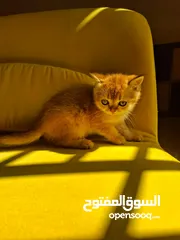  6 pure bred Scottish fold kittens 4 available for sale