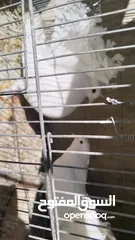  4 حمام  للبيع