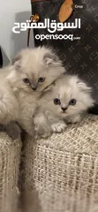  2 Scottish fold kitten