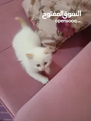  1 قطه نوع همالايا عمر شهرين و نص مش ماخذه مطعوم