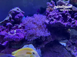  2 Aquarium with salt water (fish, coral and all appliances are included)