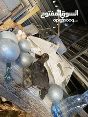  1 صوص بلدي بحدود 50حبه ماخذين جميع المطعيم