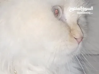  4 قطه هملاياء