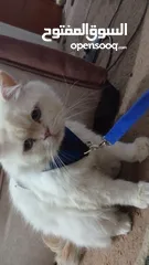  1 بسه للتبني