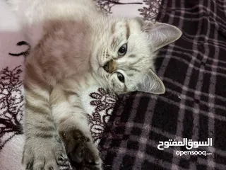  2 قطط للبيع بسعر جيد جدا و عمرهم 3 شهور ذكور