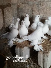  3 حمام البيع