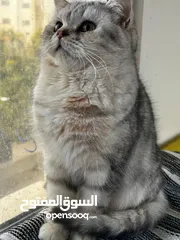  5 قطط بريتش ذكور واناث بلاك سلفر شايدد بيور
