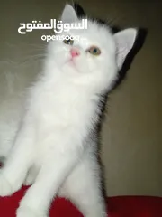  10 قطه كتن بيبي 3 شهور ابيض   و قطة سيامي و قط شوكلت   وبصحه ممتازه ماخذه المطاعيم قطة مداعبة هملايا
