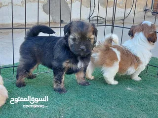  2 كلاب حجم صغير ما بكبر