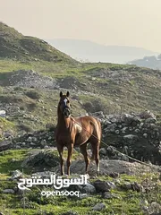  5 فرس انجليزيه فل مسجله في نادي السباق للخيول
