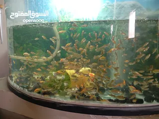  1 سمك للبيع جولدن فش