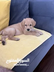  4 جولدن ريتريفر Golden retriever