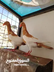  1 جواز يهودي نخب شغالات جاهزات للبيض مع فراخهن كوم كاما ماخذ جميع المطاعيم ومعقمات من الحشرات