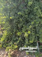  4 دالية دوالي للبيع بسعر 60 دينارر عمرها ما يقارب 12 سنه او اكثر موجوده في اربد حواره طريق الرمثا