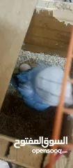  4 روز انثى اليفه طيران حر
