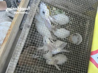  3 ارانب هجين متوفر اقرا الوصف