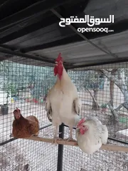  4 ديوك انجليزي عدد 2 للبيع