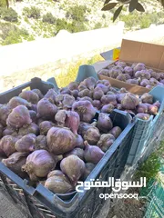  4 ثوم عماني طازج مال الجبل الأخضر من المزرعه مباشرتا