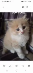  2 قط ذكر شنشيلا مميز عمره 65 يوم