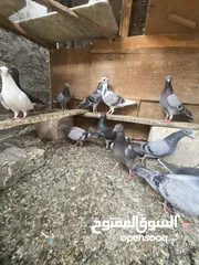  6 حمام زاجل للبيع كل تبزيري و محلق