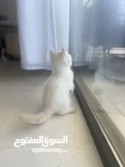  5 شقة من المالك مباشرة