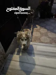  1 للبيع هاسكي