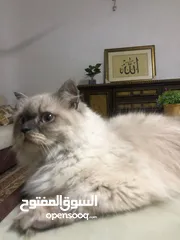  3 قطه هملايا